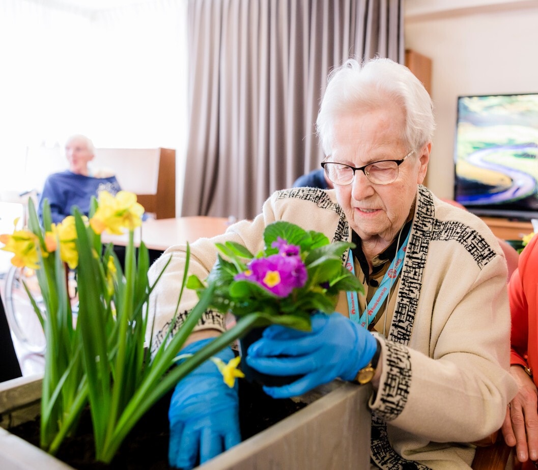Een oudere dame met blauwe handschoenen is geconcentreerd bezig met het verpotten van paarse bloemen in een plantenbak, omringd door gele narcissen in een lichte binnenruimte.